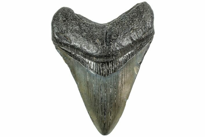 Fossil Megalodon Tooth - South Carolina #234096